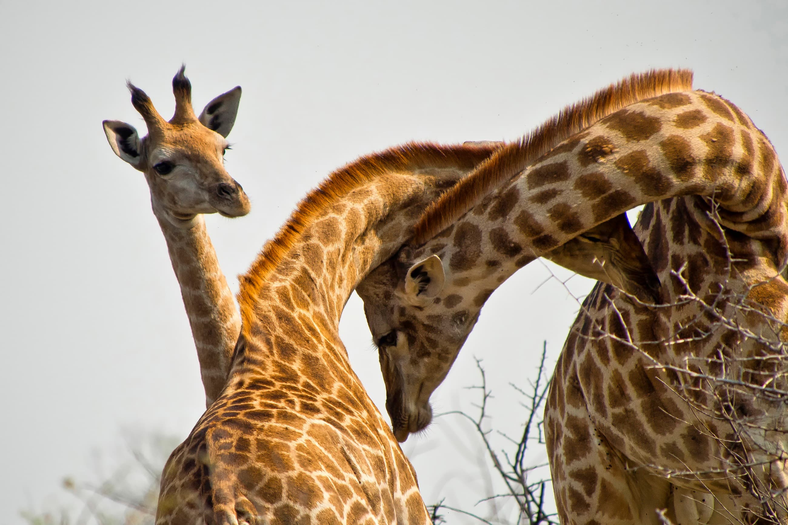 Giraffe moving through South African savannah