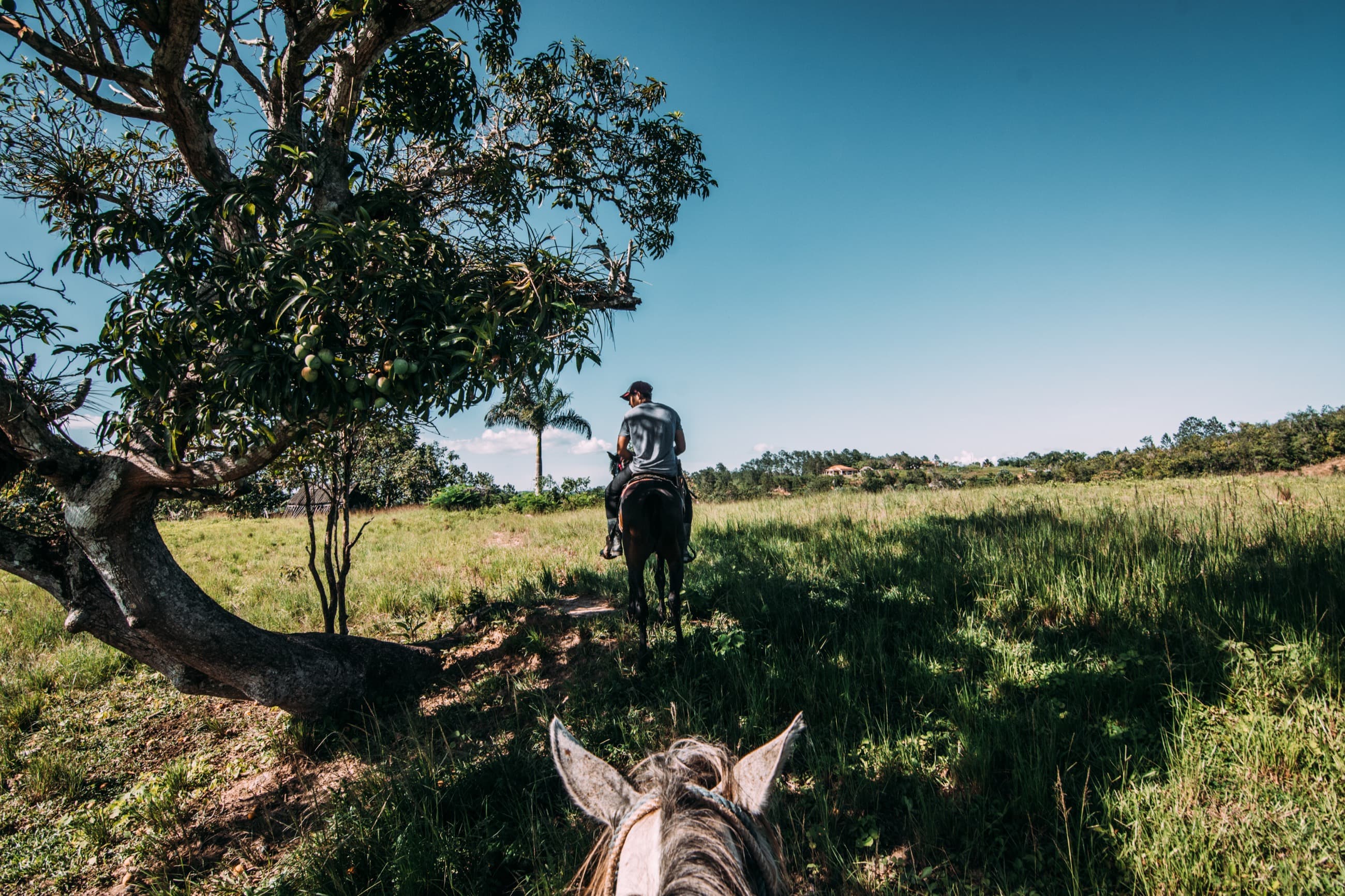 Riders moving through green fields